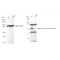 KD-Validated GPI Rabbit mAb (20 μl)