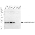 KD-Validated GPX1 Rabbit mAb (20 μl)