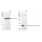 KD-Validated GPX1 Rabbit mAb (20 μl)