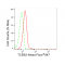 KD-Validated TCEB2 Rabbit mAb (20 μl)