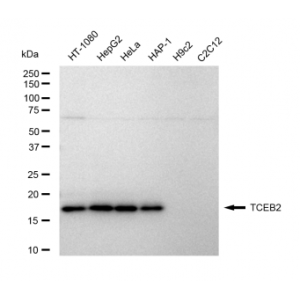 KD-Validated TCEB2 Rabbit mAb (20 μl)