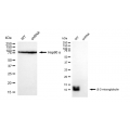KD-Validated B2M Rabbit mAb (20 μl)