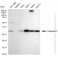 KD-Validated CASP6 Rabbit mAb (20 μl)