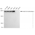 KD-Validated ACACA Rabbit mAb (20 μl)