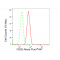 KD-Validated CD82 Rabbit mAb (20 μl)