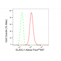 KD-Validated ELAVL1 Rabbit mAb (20 μl)