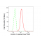 KD-Validated ELAVL1 Rabbit mAb (20 μl)