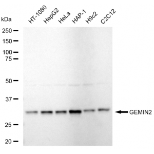 KD-Validated GEMIN2 Rabbit mAb (20 μl)