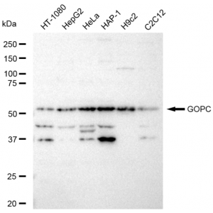 KD-Validated GOPC Rabbit mAb (20 μl)