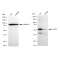 KD-Validated GOPC Rabbit mAb (20 μl)