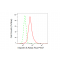 KD-Validated IPO9 Rabbit mAb (20 μl)