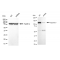 KD-Validated IPO9 Rabbit mAb (20 μl)