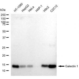 KD-Validated LGALS1 Rabbit mAb (20 μl)