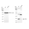 KD-Validated HRAS Rabbit mAb (20 μl)