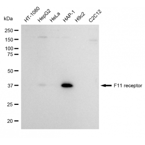 KD-Validated F11R Rabbit mAb (20 μl)
