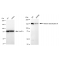 KD-Validated HDAC6 Rabbit mAb (20 μl)
