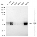 KD-Validated JUNB Rabbit mAb (20 μl)