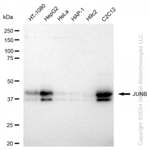 KD-Validated JUNB Rabbit mAb (20 μl)