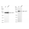 KD-Validated Hsp105 Rabbit mAb (20 μl)