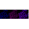 KD-Validated CDC42 Rabbit mAb (20 μl)