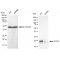 KD-Validated CDC42 Rabbit mAb (20 μl)