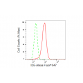 KD-Validated IDE Rabbit mAb (20 μl)