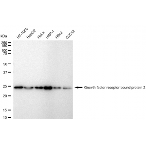 KD-Validated GRB2 Rabbit mAb (20 μl)