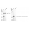 KD-Validated GRB2 Rabbit mAb (20 μl)