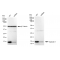 KD-Validated Galectin 1 Rabbit mAb (20 μl)
