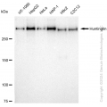 KD-Validated HTT Rabbit mAb (20 μl)