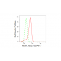 KD-Validated KSR1 Rabbit mAb (20 μl)