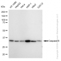 KD-Validated CASP6 Rabbit mAb (20 μl)