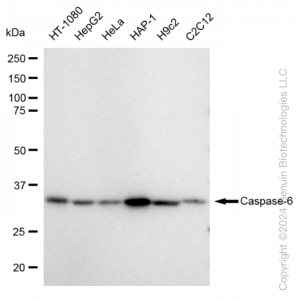 KD-Validated CASP6 Rabbit mAb (20 μl)