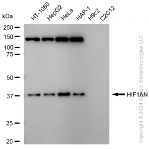 KD-Validated HIF1AN Rabbit mAb (20 μl)