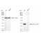 KD-Validated GSTP1 Rabbit mAb (20 μl)