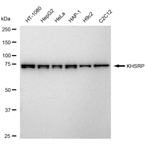 KD-Validated KHSRP Rabbit mAb (20 μl)