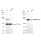 KD-Validated KHSRP Rabbit mAb (20 μl)