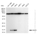 KD-Validated ISG15 Rabbit mAb (20 μl)