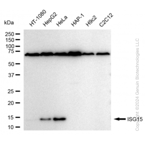 KD-Validated ISG15 Rabbit mAb (20 μl)
