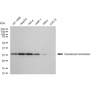 KD-Validated GSC Rabbit mAb (20 μl)