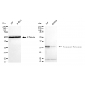 KD-Validated GSC Rabbit mAb (20 μl)