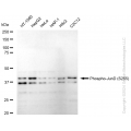 KD-Validated Phospho-JunD (S255) Rabbit mAb (20 μl)
