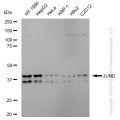 KD-Validated JunD Rabbit mAb (20 μl)
