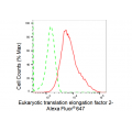 KD-Validated EEF2 Rabbit mAb (20 μl)