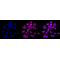KD-Validated EEF2 Rabbit mAb (20 μl)
