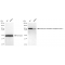 KD-Validated EEF2 Rabbit mAb (20 μl)