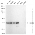 KD-Validated HDHD5 Rabbit mAb (20 μl)