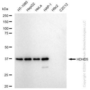 KD-Validated HDHD5 Rabbit mAb (20 μl)