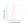 KD-Validated MLD Rabbit mAb (20 μl)