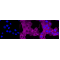 KD-Validated MLD Rabbit mAb (20 μl)